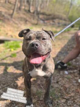 American Bulldog Dogs Available for Adoption in Pottsville, Pennsylvania - Guiness | PetCurious