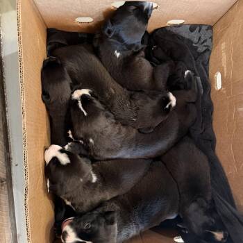 Paddington (C000-250) - Costa Mesa Location *Available 7/3* -  Labrador Retriever and Border Collie Dog for Adoption in Chino Hills, California - Paddington (C000-250) - Costa Mesa Location *Available 7/3* | PetCurious