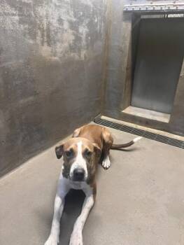 JIG SAW -  Treeing Walker Coonhound and Mixed Breed Dog for Adoption in Tallahassee, Florida - JIG SAW | PetCurious