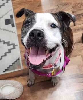 Rescue Pit Bull Terrier Dogs for Adoption in Wheaton, Illinois - Betsy Lou | PetCurious