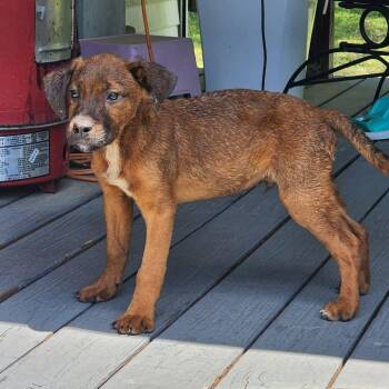 Makayla -  Jack Russell Terrier and Mixed Breed Dog for Adoption in Hohenwald, Tennessee - Makayla | PetCurious