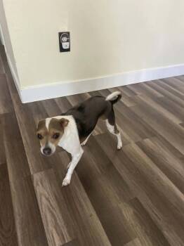 Boyd -  Chihuahua Dog for Adoption in Aurora, Colorado - Boyd | PetCurious
