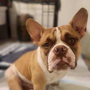 Rescue French Bulldog and English Bulldog Dogs for Adoption in Phoenix, Arizona - Sir Loin | PetCurious