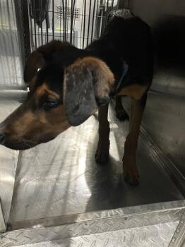 Doberman Pinscher Dogs Available for Adoption in Dallas, Texas - CLYDE | PetCurious