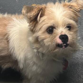 Ube -  Mixed Breed Dog for Adoption in Allentown, Pennsylvania - Ube | PetCurious