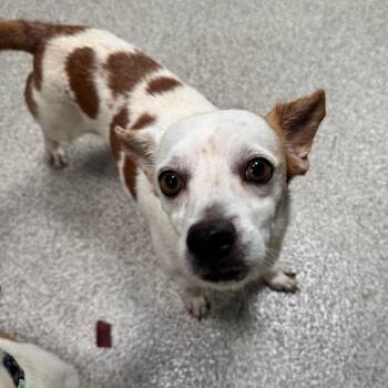 Chip -  Chihuahua Dog for Adoption in Englewood, Florida - Chip | PetCurious