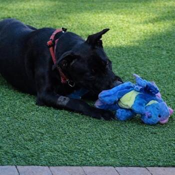 Belgian Shepherd Malinois and Pit Bull Terrier Dogs Available for Adoption in Cool, California - Jazzie | PetCurious