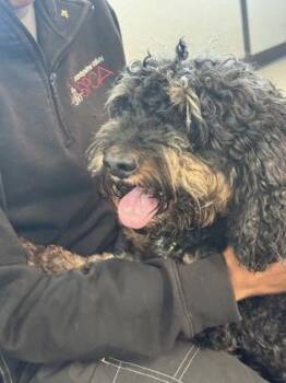 Knox -  Mixed Breed Dog for Adoption in West Chester, Pennsylvania - Knox | PetCurious