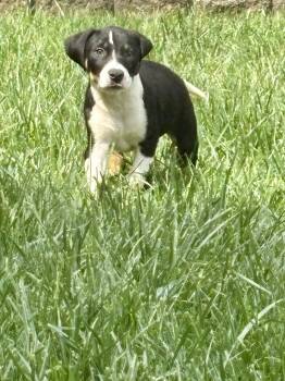 Nelson -  Pit Bull Terrier Dog Available for Adoption in Barnhart, Missouri - Nelson | PetCurious