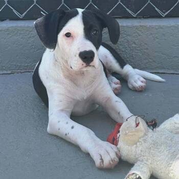 Great Dane and Mixed Breed Dogs Available for Adoption in Pinellas Park, Florida - Rosalina | PetCurious