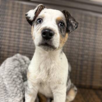 Australian Shepherd and Catahoula Leopard Dog Dogs Available for Adoption in Austin, Texas - Clover | PetCurious