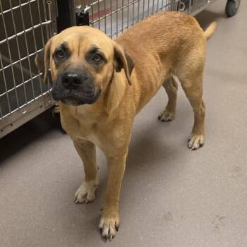 Ichabod -  Black Mouth Cur Dog for Adoption in Norman, Oklahoma - Ichabod | PetCurious