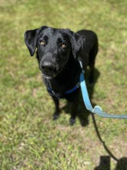 Daphne -  Black Labrador Retriever Dog Available for Adoption in Hollis, New Hampshire - Daphne | PetCurious