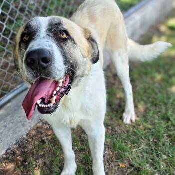 Julius -  Anatolian Shepherd Dog for Adoption in Gainesville, Texas - Julius | PetCurious