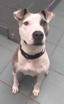 Mitzi -  Mixed Breed Dog for Adoption in Nashville, Tennessee - Mitzi | PetCurious