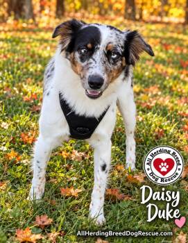 Daisy Duke -  Cattle Dog and Australian Shepherd Dog for Adoption in Joliet, Illinois - Daisy Duke | PetCurious