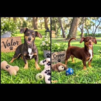 Valor & Copper -  Chiweenie Dog for Adoption in Eustis, Florida - Valor & Copper | PetCurious