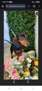 Dachshund Dogs Available for Adoption in Torrance, California - Alma | PetCurious