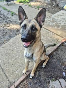 Nova -  Belgian Shepherd Malinois Dog for Adoption in Lafayette, Indiana - Nova | PetCurious