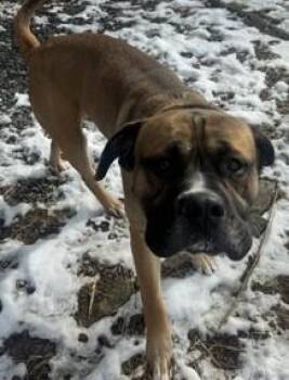 Bullmastiff Dogs Available for Adoption - Duncan | PetCurious