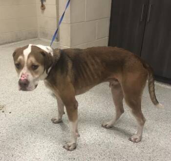 TANK -  Labrador Retriever Dog for Adoption in Conroe, Texas - TANK | PetCurious