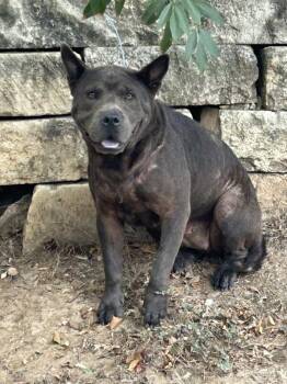 Ursula -  Chow Chow Dog for Adoption in Austin, Texas - Ursula | PetCurious