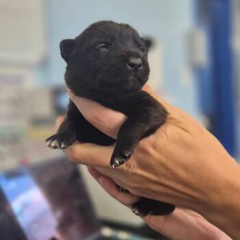 McFlurry -  Labrador Retriever Dog for Adoption in Wahiawa, Hawaii - McFlurry | PetCurious