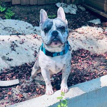 Martin -  French Bulldog Dog for Adoption in Lucedale, Mississippi - Martin | PetCurious