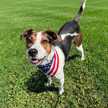 Tula *Deaf* -  Beagle and Mixed Breed Dog for Adoption in Marshall, Virginia - Tula *Deaf* | PetCurious