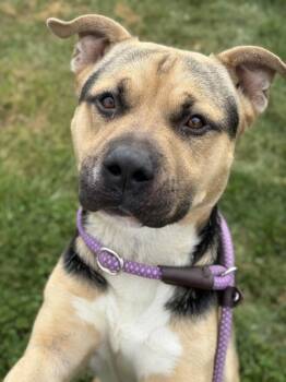 Bauru -  Pit Bull Terrier Dog for Adoption in Lancaster, Ohio - Bauru | PetCurious