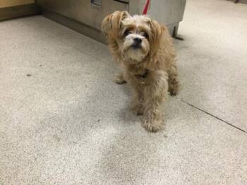 A1918691 -  Terrier and Mixed Breed Dog for Adoption in Riverside, California - A1918691 | PetCurious