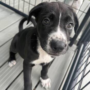 Florence -  Mixed Breed Dog for Adoption in Bradenton, Florida - Florence | PetCurious