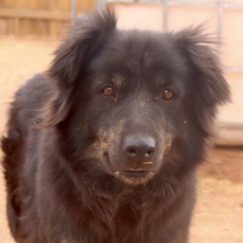 Rescue Mixed Breed Dogs for Adoption in Moab, Utah - Matilda | PetCurious