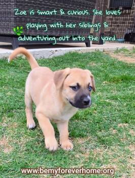 Black Mouth Cur Dogs Available for Adoption in Plano, Texas - Zoe | PetCurious