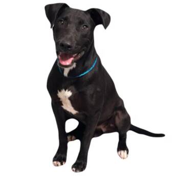 Mike -  Labrador Retriever Dog for Adoption in Red Bluff, California - Mike | PetCurious