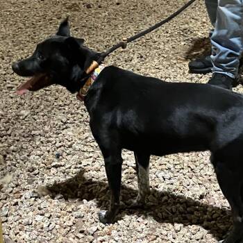 KAHLUA 1643 -  Australian Cattle Dog Blue Heeler Dog for Adoption in Loxahatchee Groves, Florida - KAHLUA 1643 | PetCurious