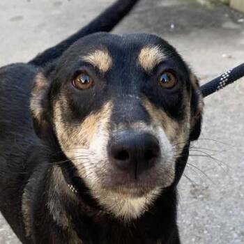 Rescue Terrier Dogs for Adoption in Jacksonville, Arkansas - Nami | PetCurious