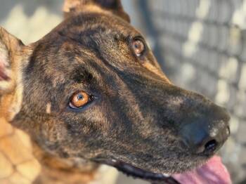 Rescue Dutch Shepherd and Mixed Breed Dogs for Adoption in Tulsa, Oklahoma - HORIZON | PetCurious