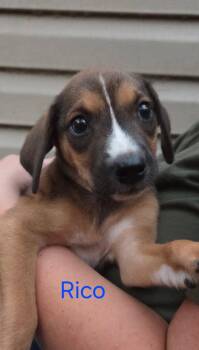 Rescue Mixed Breed Dogs for Adoption in Bryan, Texas - Rico | PetCurious