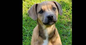 Mojo Jojo -  Mixed Breed Dog Available for Adoption in Groveland, Massachusetts - Mojo Jojo | PetCurious