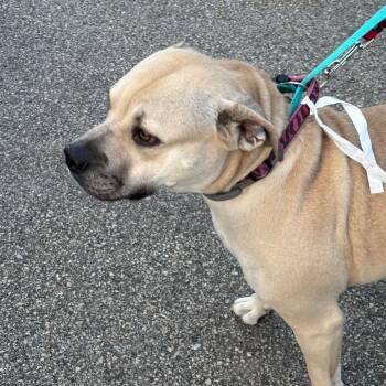 Gladys -  Mixed Breed Dog for Adoption in Rochester, Minnesota - Gladys | PetCurious