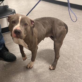 Pit Bull Terrier Dogs Available for Adoption - White | PetCurious