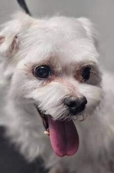 Maltese and Mixed Breed Dogs Available for Adoption in West Chester, Pennsylvania - Rocky | PetCurious
