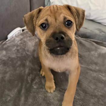 Iain -  Mixed Breed Dog for Adoption in Chicago, Illinois - Iain | PetCurious