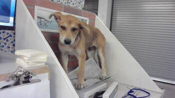 A2077003 -  Labrador Retriever and Mixed Breed Dog for Adoption in Houston, Texas - A2077003 | PetCurious