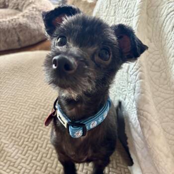 Bella B -  Terrier and Chihuahua Dog for Adoption in Tunica, Mississippi - Bella B | PetCurious