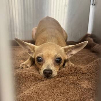 Peter Pan -  Chihuahua Dog for Adoption in Abilene, Texas - Peter Pan | PetCurious