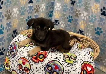 German Shepherd Dog and Mixed Breed Dogs Available for Adoption in Rosenberg, Texas - JED | PetCurious