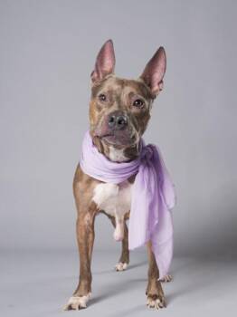 Chanel -  Pit Bull Terrier and Mixed Breed Dog for Adoption in Atlanta, Georgia - Chanel | PetCurious