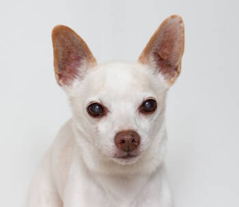 Rescue Chihuahua Dogs for Adoption in San Luis Obispo, California - Norman | PetCurious
